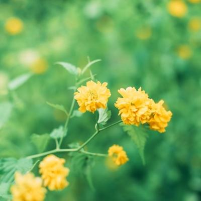 轩辕剑剑之源折扣服下载